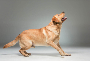 German Shepherd For Sale